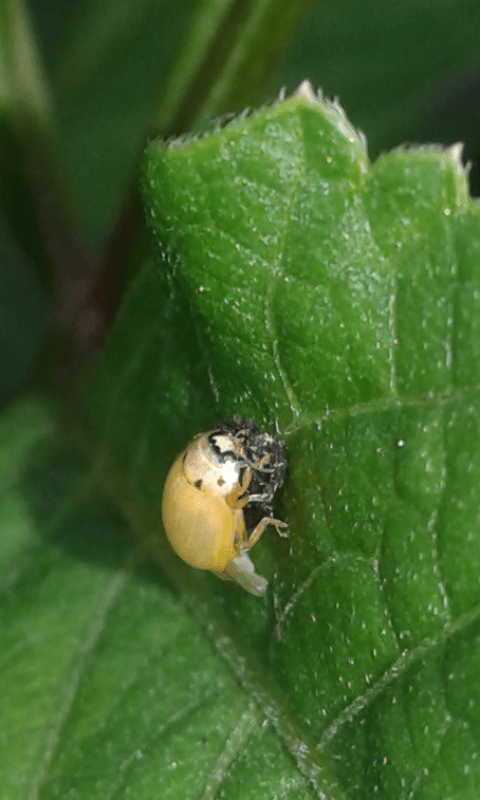 Coccinellidae? Sì, Sì, neosfarfallata